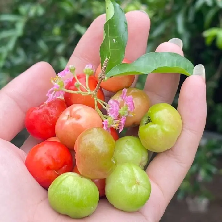 Cây giống Sơ-Ri TRÁI NGỌT(Cây 60-80cm chậu nhỏ), cây chiết cành nhanh cho trái, sau 4 tháng trồng, trái to ngọt. 4
