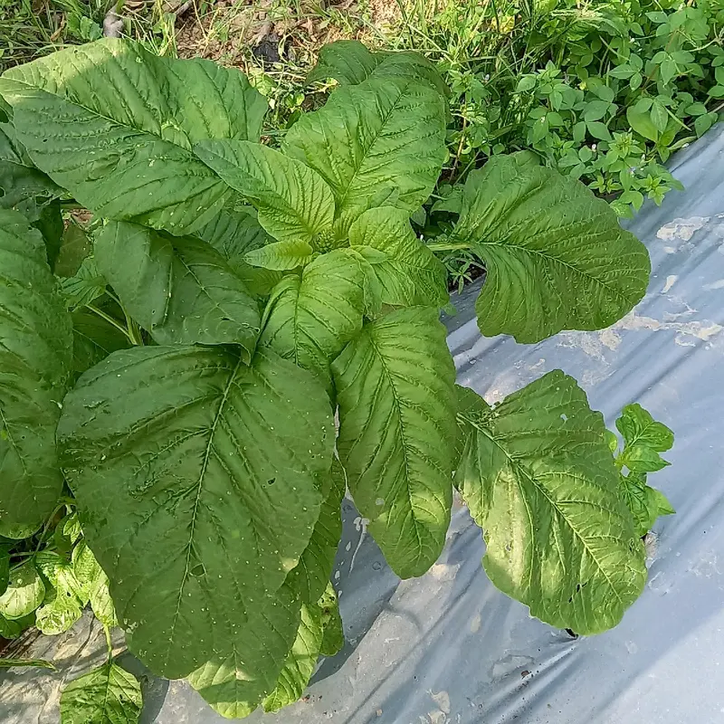 500 Butir Benih Bayam Petik Daun 2