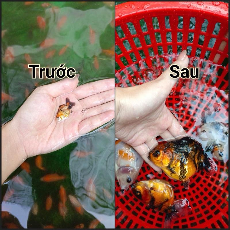 Cám Cá Vàng Cá Chép + Đạm Cao + Dễ Tiêu Hóa+ Mau Lớn + Màu Sắc Đẹp 1