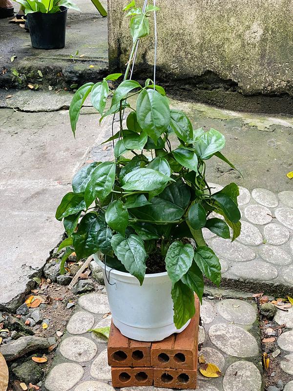 Cây Lan Hoàng Dương - Kích thước giao động 60+ cm - Hoa vàng rực rỡ - Mang vẻ đẹp tinh tế! Hoa Kiểng Mặp 4