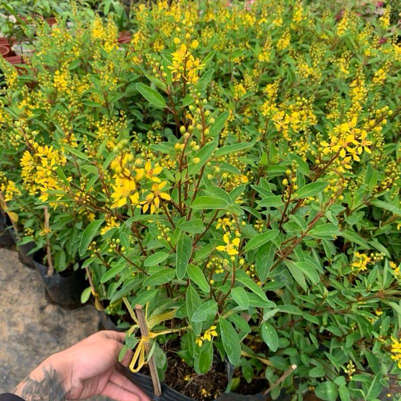 Chậu hoa kim đồng (Galphimia gracillis) - kim đồng vàng 3