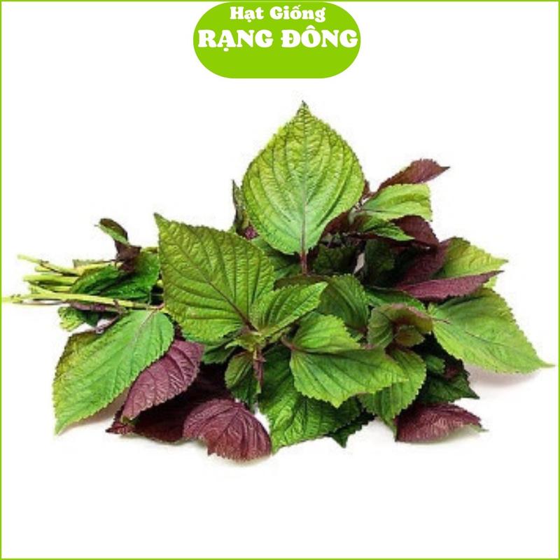 Hạt Giống Tía Tô Bắc (Gói 2gr - 1000 hạt) Dễ trồng, cây phát triển mạnh, trồng quanh năm