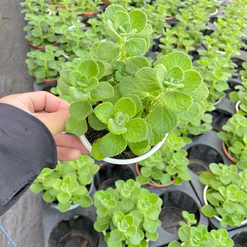 Cây Sen Thơm Nhất Mạc Hương - Cây Mang Hương Thơm Bạc Hà Dễ Chịu - Xua Đuổi Muỗi 2