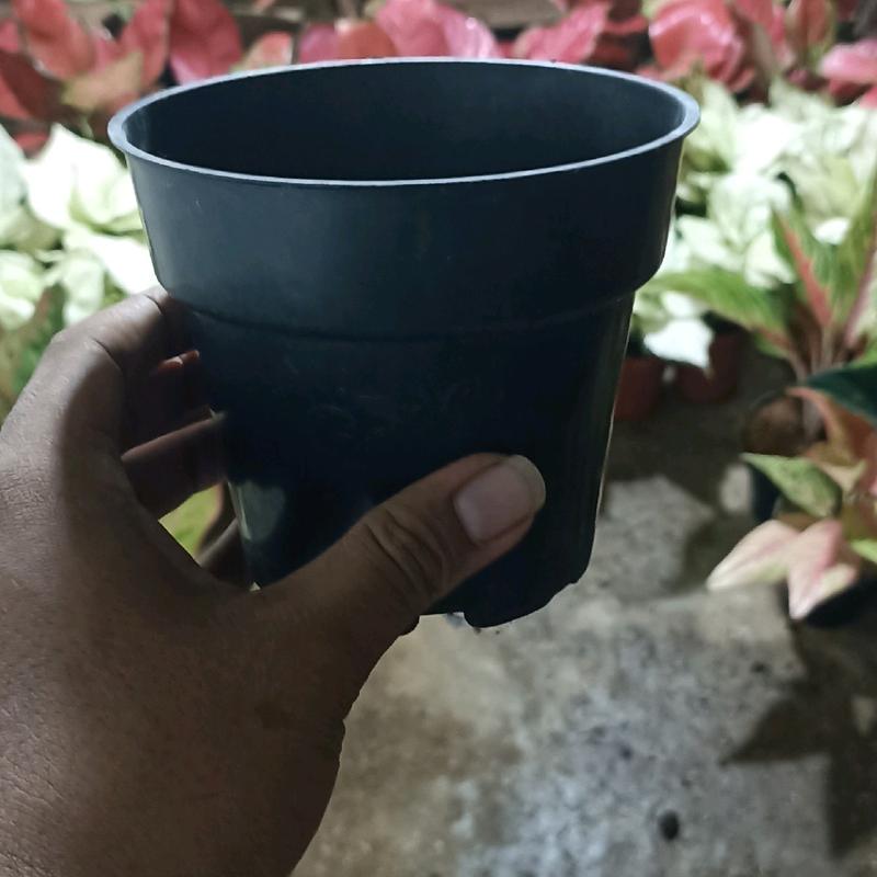 pot hitam harga 110-190 1