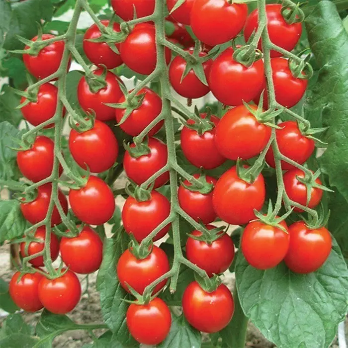 Garden Id Bibit Benih Tanaman Aneka Tomat Cherry Varian Sayuran Unggulan Tomat Cherry Kuning Golden Sweet Lengkap di Garden id 1