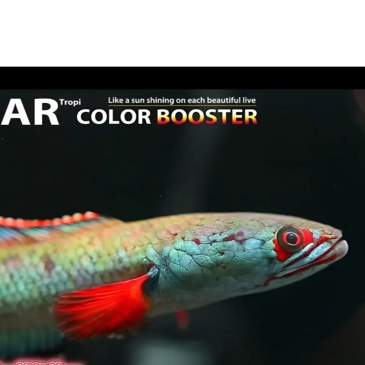 ĐÈN SOLAR COLOR CHO CÁ LÓC CÁ RỒNG -Neo Helios Solar Color Booster RGB. Chuyên dùng cho Cá Lóc Cảnh,cá rồng… và các loại cá khác. 4