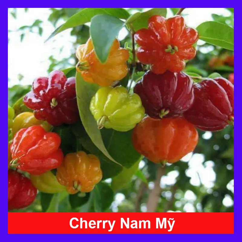 Cây Cherry Nam Mỹ - cherry Surinam - cây cherry Khía có quả sau 6 tháng phù hợp khí hậu 3 miền Việt Nam 0