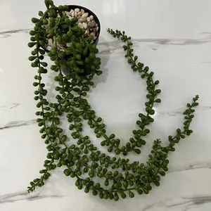 TANAMAN SUKULEN JUNTAI PALSU POT 10CM Latex Plastik