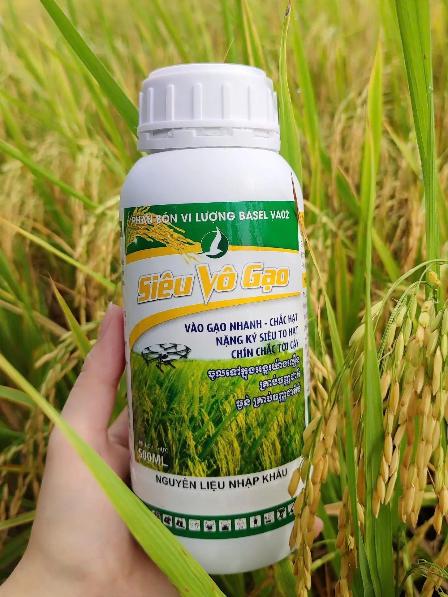 PHÂN BÓN GIÚP LÚA VÀO GẠO NHANH, NO HẠT, NẶNG KÍ; HẠT VÀNG, SÁNG BÓNG - CHAI 500ML