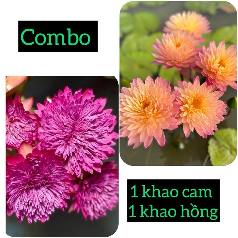 Combo ( 1 cây hoa màu hồng + 1 cây hoa màu cam ) cây sẵn hoa nở quanh năm
