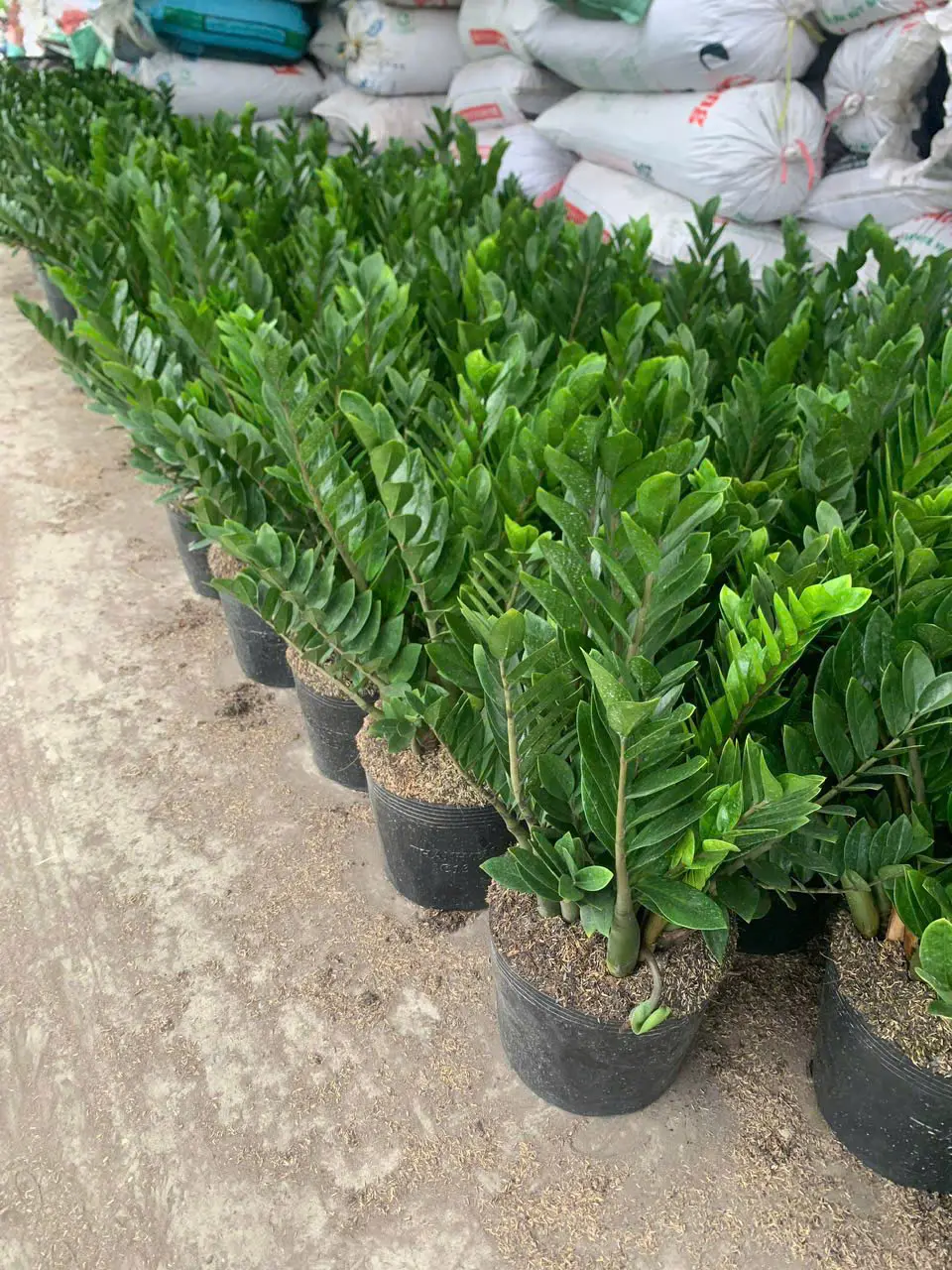 cây kim tiền cao 80cm hàng bịch c11 loại 20 thân trở lên tặng kích rễ