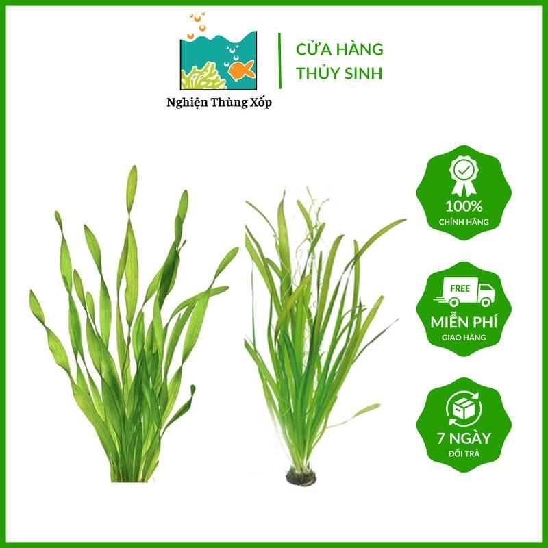 Cây thủy sinh Hẹ thẳng, Hẹ xoắn, Cỏ trồng hậu cảnh bể Thủy sinh