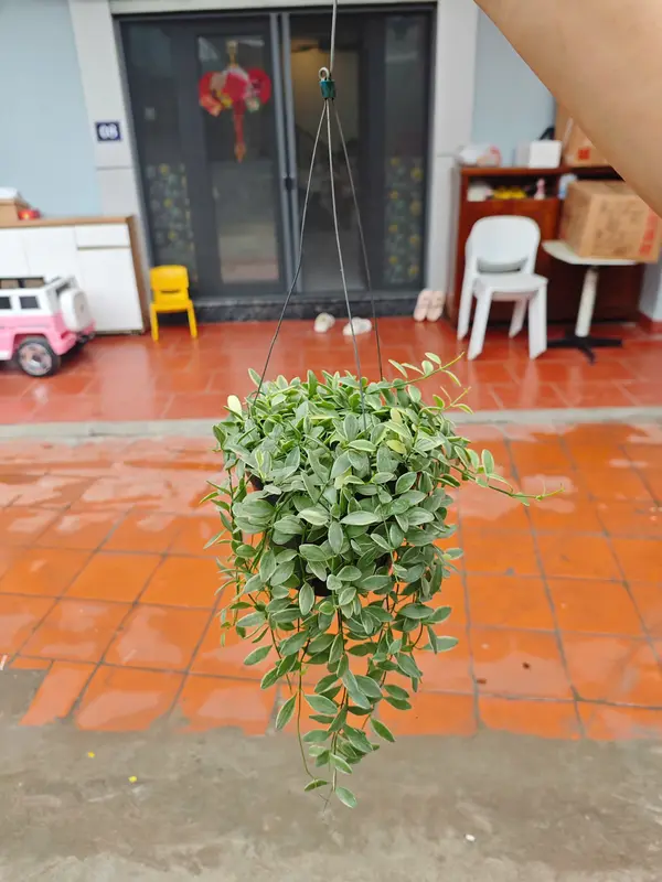 Tổng hợp các mẫu cây treo ban công, treo trang trí nhà cửa, phủ không gian xanh 4