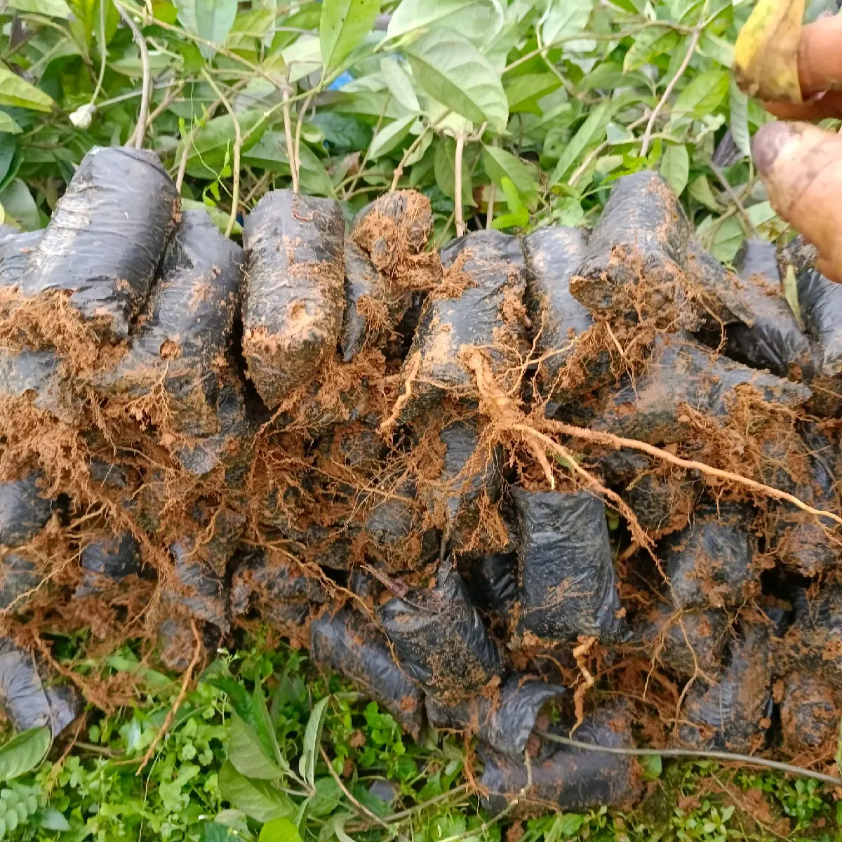 Cây giống ba kíchtím chất lượng cao - Mã số: BA-KÍCH