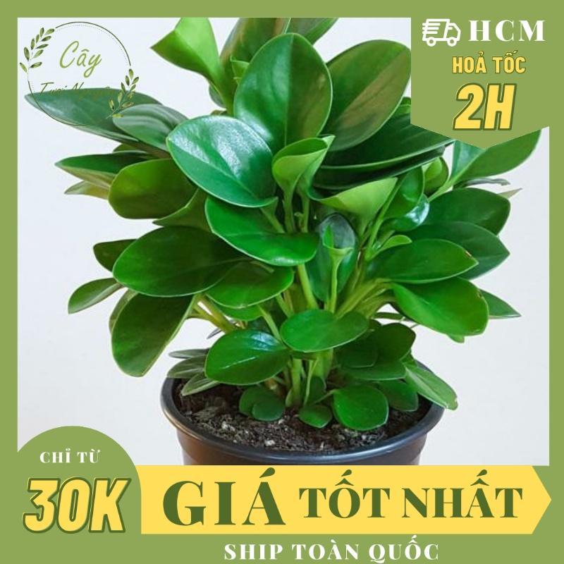 CÂY TRƯỜNG SINH ,(cao 12-15cm), phong thuỷ để bàn mini GIÁ RẺ, lọc không khí, Cây Tươi Nguyên.