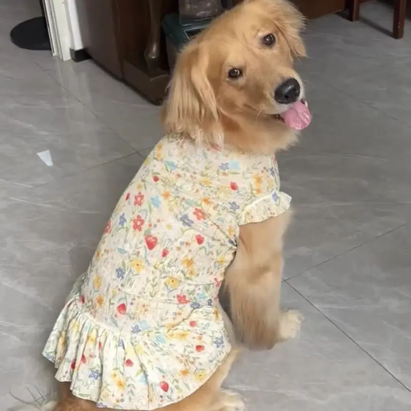dresses for golden retrievers Long Formal Dress 4866bn-1 by Blondie Nites main image 0