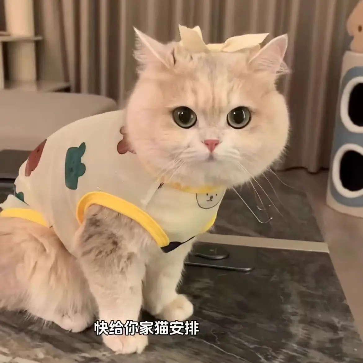 Quần áo cho mèo, màu vàng, thích hợp cho mùa xuân, mùa thu, chống rụng lông, thích hợp cho chó và mèo con, áo vest mùa hè, cho vật nuôi Devon Ragdoll, kiểu mỏng, có sẵn vào năm 2025
