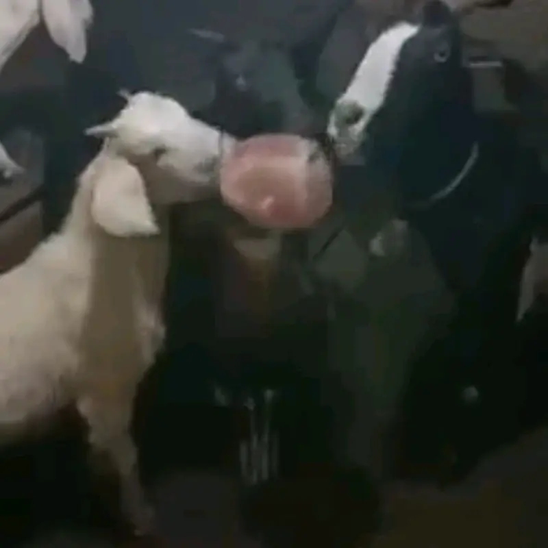 Đá muối khoáng Hymalaya chuyên dùng cho Trâu,bò,dê,ngựa,cừu... có dây 1