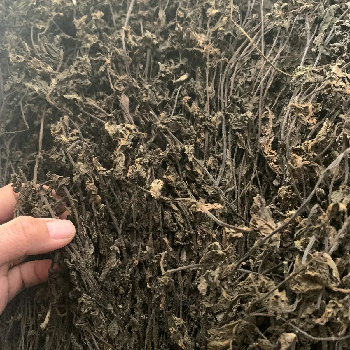 1kg cây Thạch Đen Sương Sáo khô