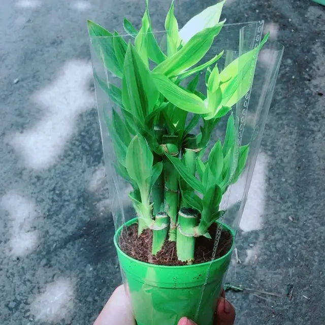 Cây Trúc Phát Tài Gửi Hàng Như Hình 0