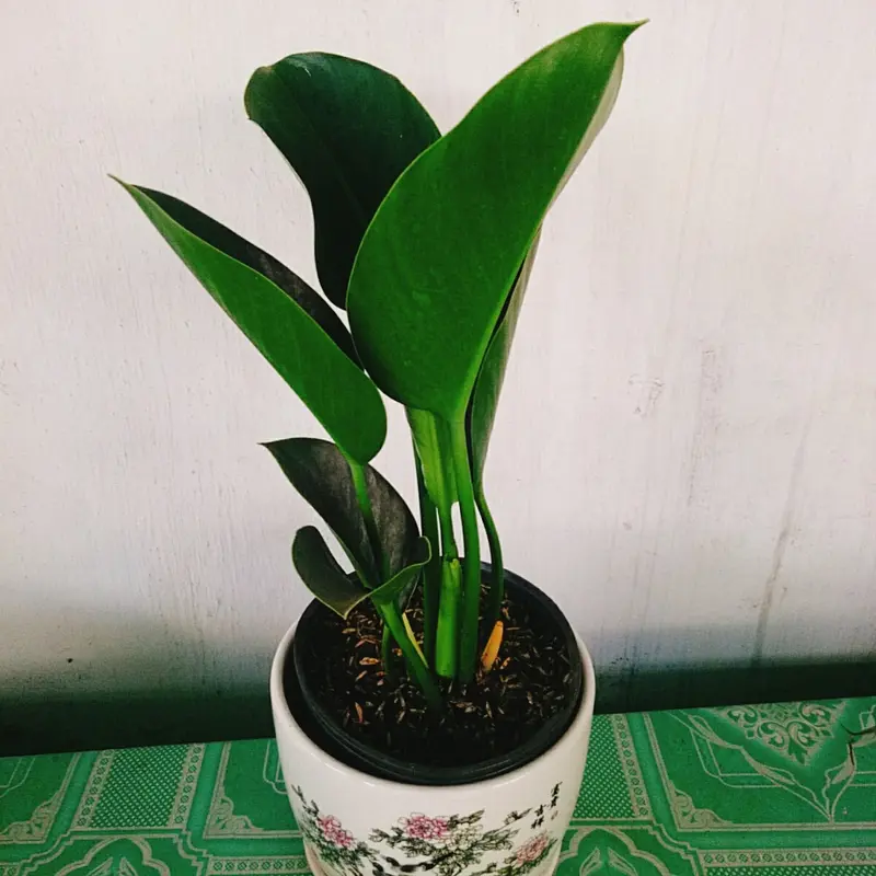 Trầu Bà Đế Vương Xanh - cây cảnh để bàn 7