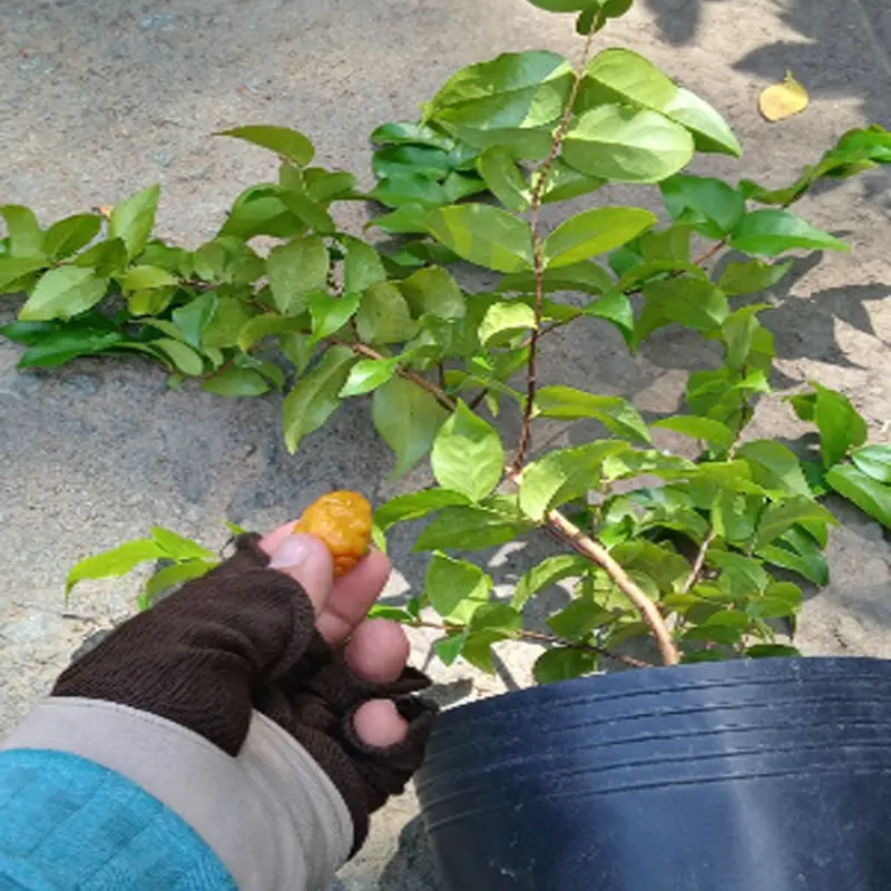 Cây Cherry Nam Mỹ - cherry Surinam - cây cherry Khía có quả sau 6 tháng phù hợp khí hậu 3 miền Việt Nam 4