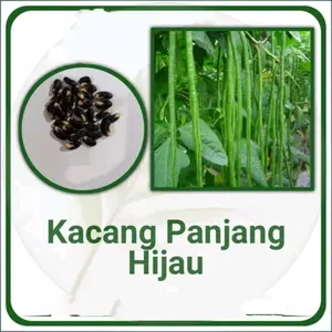 MURAHH !! 300 BENIH BIJI KACANG PANJANG HIJAU NUGEN LIBRA tanaman melon bibit jagung sayuran hi drop cau bau cabai super tembaga benih padi benih kacang panjang kelengkeng merah saffron Buah Rumput pare bunga benihsayuran murah durian anggur rambutan jeru