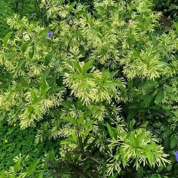 Cây Giống Dạ Lý Hương (đuổi muỗi thơm ngát về đêm, nở quanh năm)