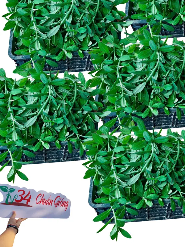 8 bầu cây CÂY THẠCH ANH (LÁ DẦY). Loại trưởng thành, trồng vườn, chậu, ban công, sân thượng, hữu cơ, dược tính cao, chuyên về U.N.G T.H. h.ọng và ức chế tế bào U.N.G T.H.U giống 6