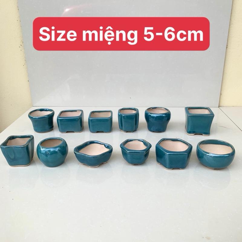  Combo 12 chậu mini bonsai cây cảnh sen đá SP696 