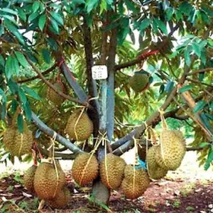 BIBIT DURIAN MUSANGKING MURAH HASIL OKULASI SIAP BERBUAH