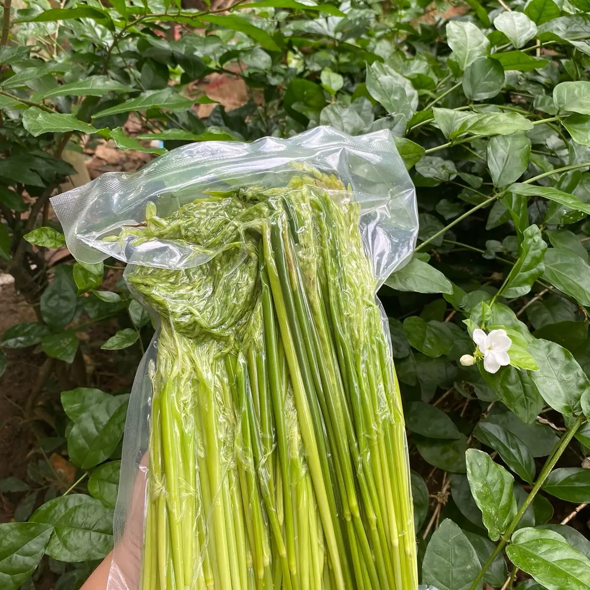 2KG Trà Đòng đòng nếp non, ngâm rượ.u thơm ngon, đậm vị