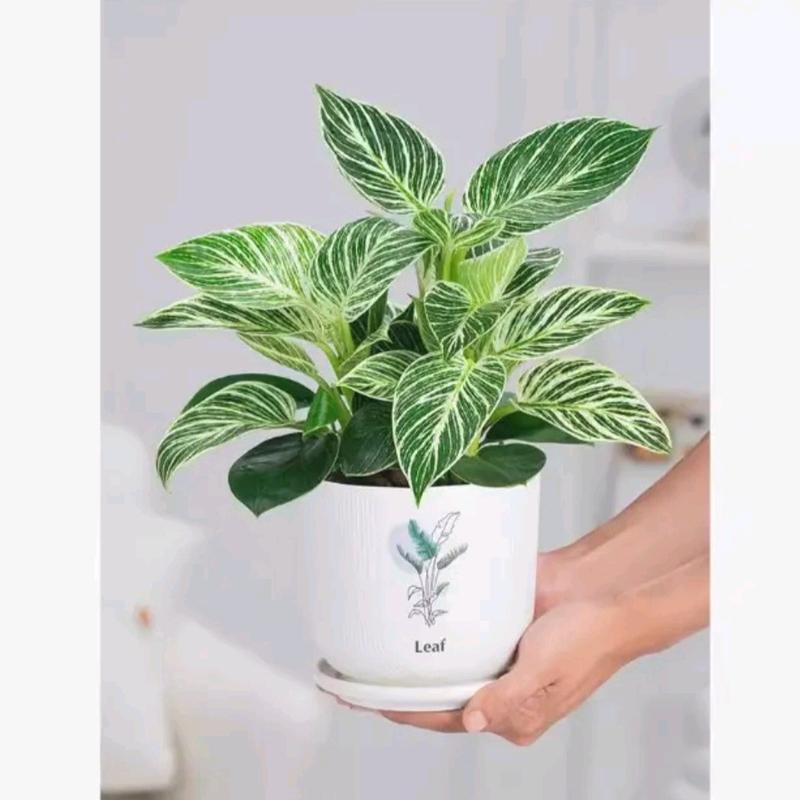 Tanaman Hias Philodendron Birkin - Dekorasi Ruangan Alami - tanaman artificial 1