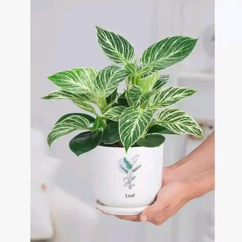 Tanaman Hias Philodendron Birkin - Dekorasi Ruangan Alami - tanaman artificial 1