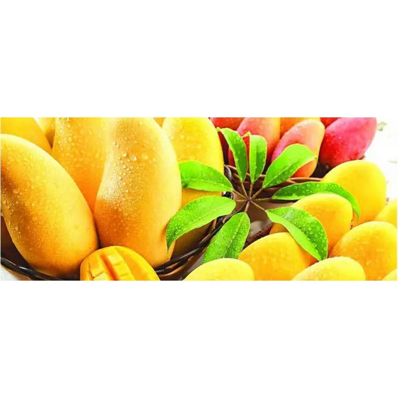 Cây giống Xoài Thanh ca [ Cây ghép cho trái sớm ]. [ GIAO HÀNG NHANH ] 5
