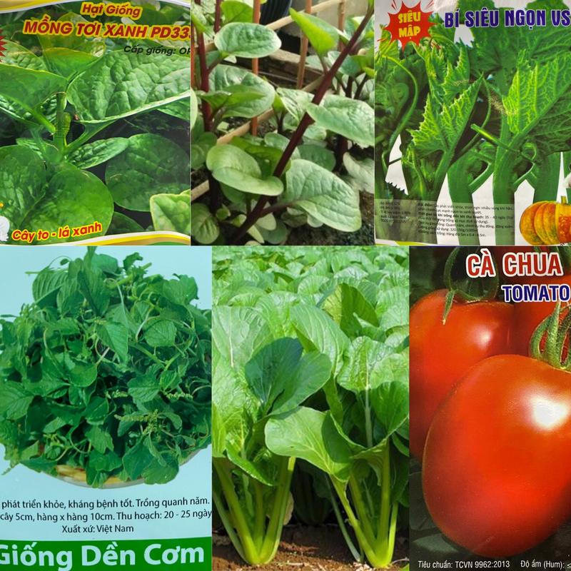 10 TÚI HẠT GIỐNG RAU; 2 DỀN CƠM +2CẢI NGỌT +2 MỒNG TƠI XANH+ 2 MỒNG TƠI ĐỎ +1 BÍ SIÊU NGỌN +1 CÀ CHUA