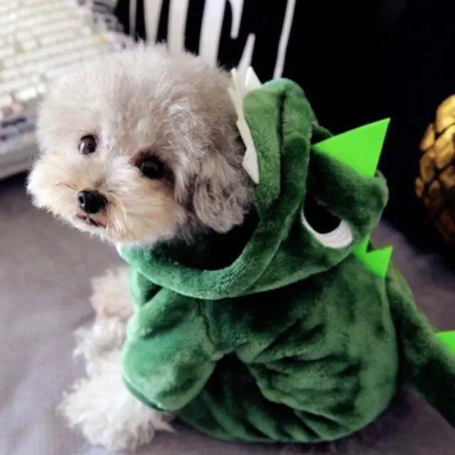 Áo COSPLAY khủng long cho chó mèo so cute bull chó  bull