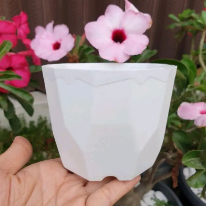 (1pcs) Pot Permata Putih 8 cm Pot Bunga Kaktus Sukulen Pot Mini 8 cm 1
