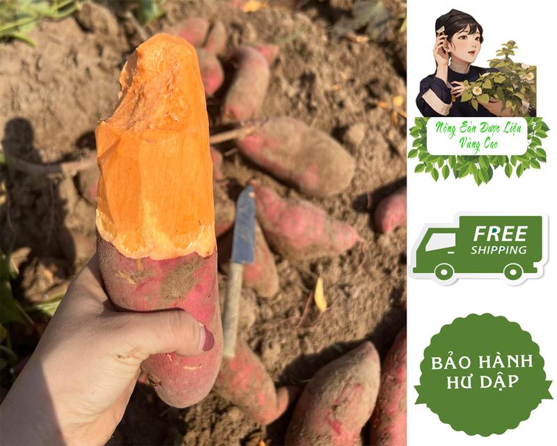 Khoai Sâm Loại Nứt Ngọt Combo 5kg