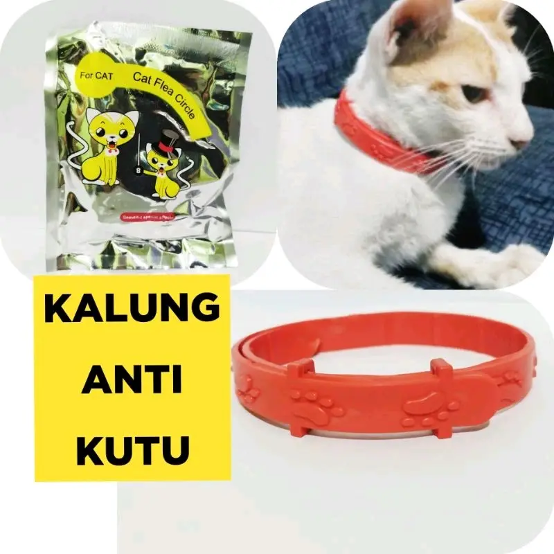 Kalung Anti Kutu untuk kucing