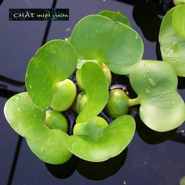 Bèo tây mini thủy sinh - Cây lục bình mini giống thủy sinh 3