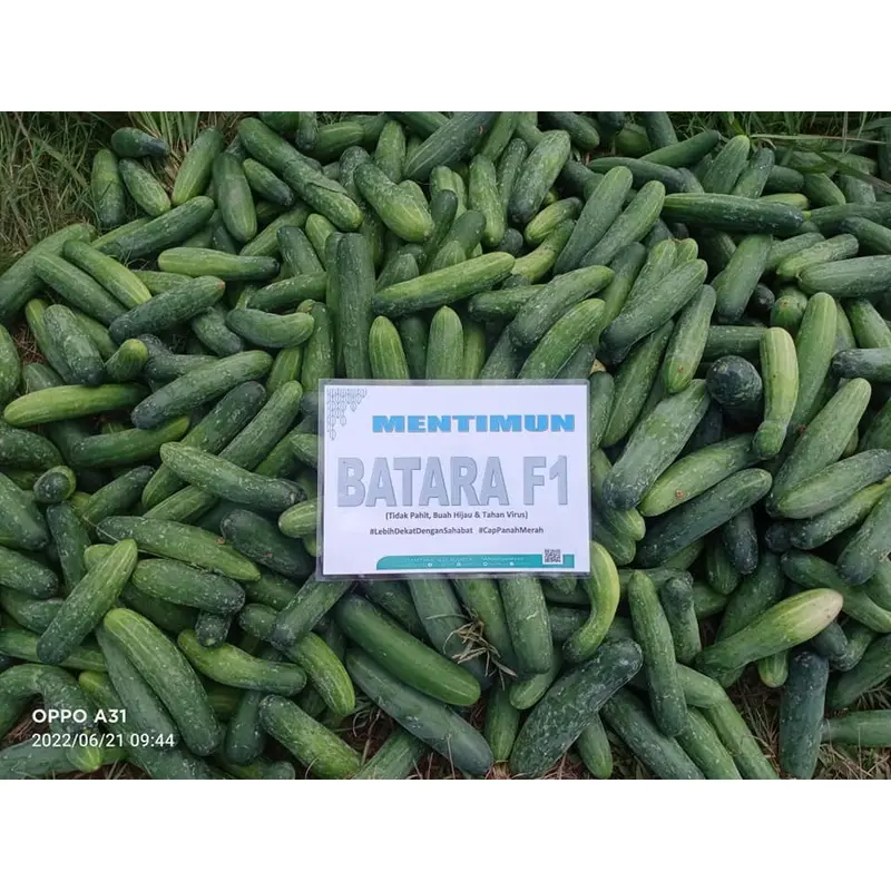 Benih Bibit Tanaman Timun BATARA F1 800 butir dan 150 butir dari Cap Panah Merah 5