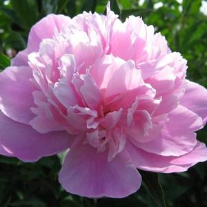 100SemillasdePeoníaArbustiva'DoncellaRosa'FloresRosasExquisitasconAromaDulceparaJardínResistenteyFácildeCultivar