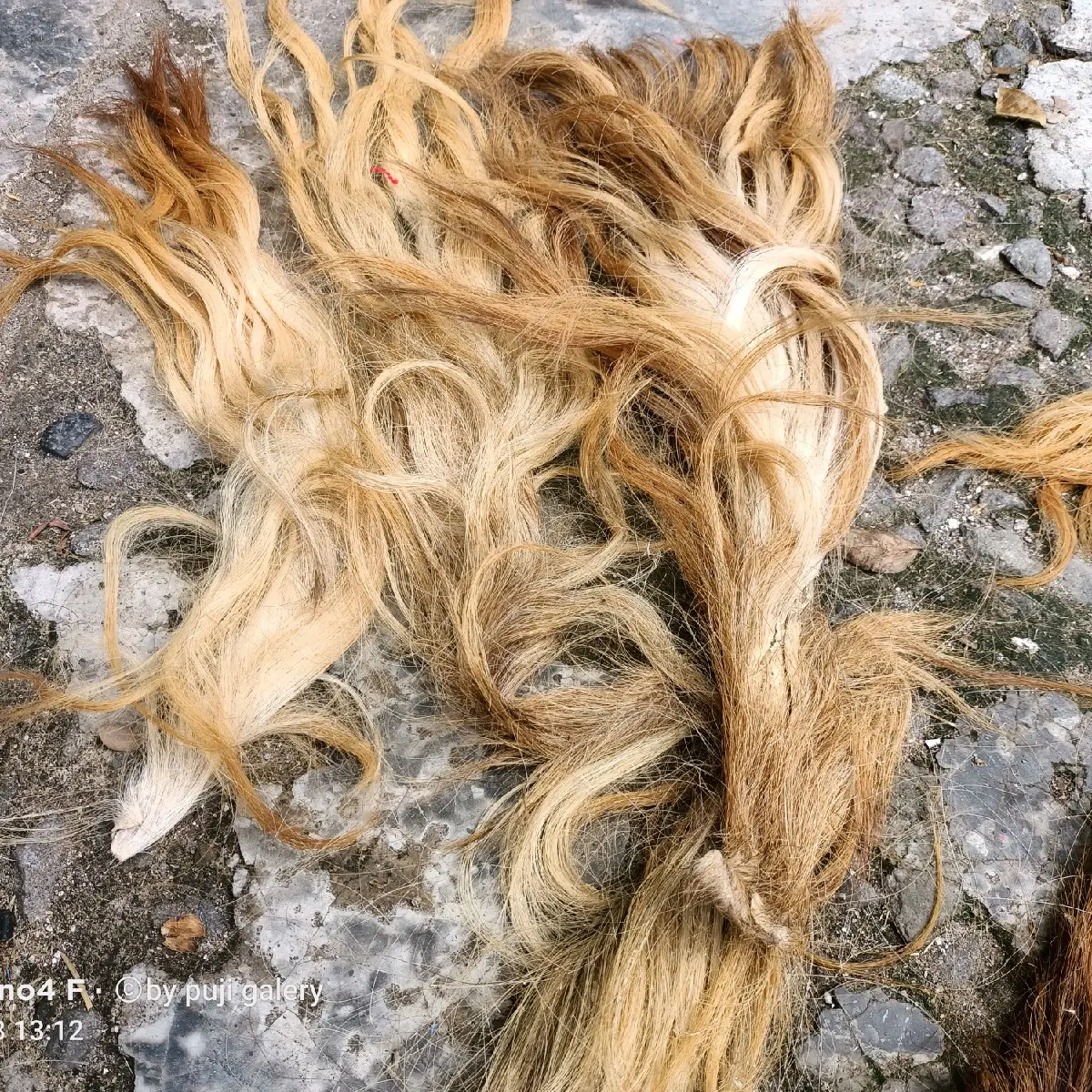Rambut sapi