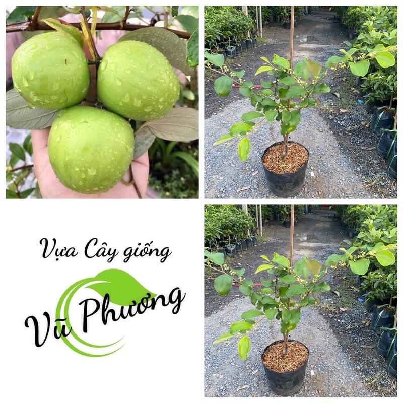 Cây Táo Thái Ngọt( Táo da xanh)-CG Vũ Phương hatgiong colagung