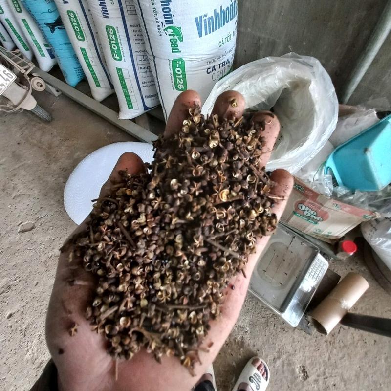 1kg HẠT MẮC KHÉN ĐẶC SẢN TÂY BẮC Hữu cơ Tự nhiên 1