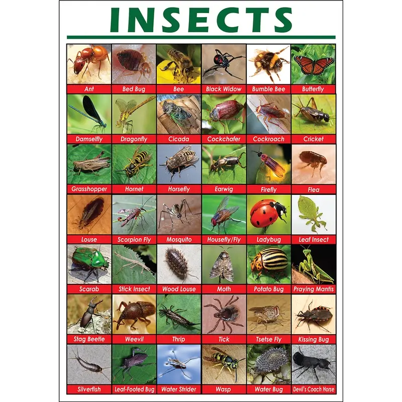 Small Insects Chart INSECTS (URI NG INSEKTO) EDUCATIONAL CHART FOR KIDS - A4 SIZE - TikTok ...