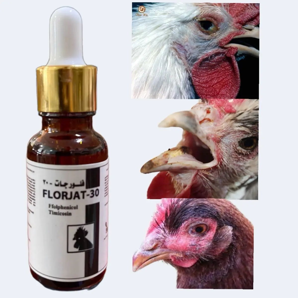 Flojat 30 - Trị khò khè, hen khẹc, nhớt họng trên gà.