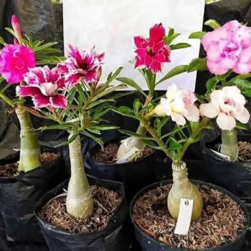 ( BISA COD ) PROMO! Tanaman Bunga Adenium Kamboja Jepang Bunga Tumpuk Tanaman Hias Adenium Kemboja Jepang Bunga Hias Cambodja Jepang Pohon Adenium Bunga Kambodja Jepang Media Plastik Pot  Jam Meja 2
