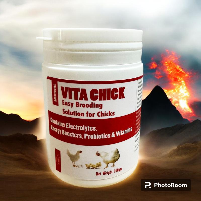  Vita Chicks Hộp 100g Chuyên Úm Gà Con Mới Nở Gà Lớn Xù Lông Xệ Cánh 